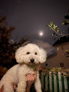 新メニュー写真