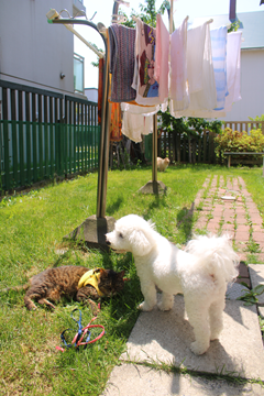 新メニュー写真