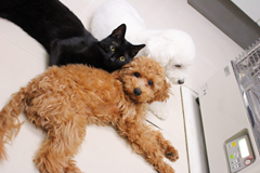 新メニュー写真