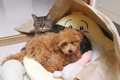 新メニュー写真