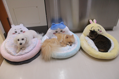 新メニュー写真
