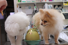 新メニュー写真