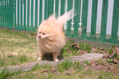 新メニュー写真