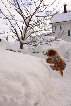 新メニュー写真