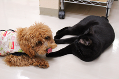 新メニュー写真