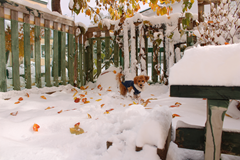 新メニュー写真