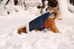 新メニュー写真